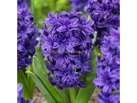 Зюмбюл/ Hyacinths double 'Twin Pearl' - 1 бр.