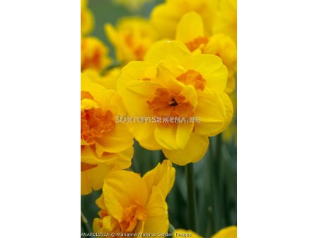 Нарцис( Narcissus Monza) 1 оп - 5 бр