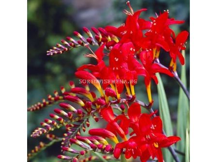 Крокосмия / Crocosmia 'Red King' / 1 бр 