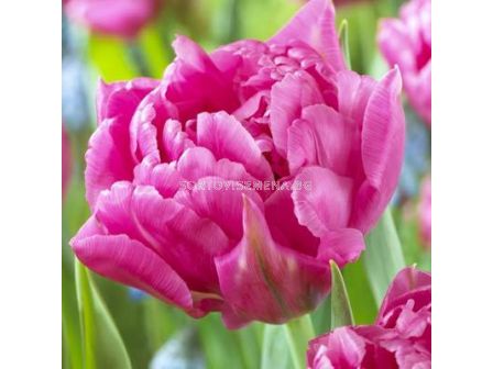 Лале /Tulip Dior/ 11/12