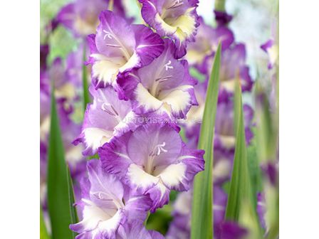 Гладиол Gladiolus King's Lynn 1 бр