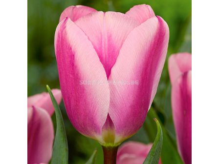 Лале /Tulip Algarve/ 11/12