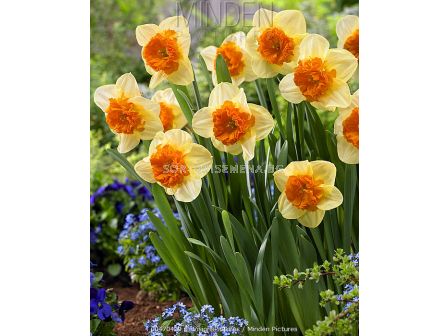 Нарцис Bulley /Special edition/ 1 бр