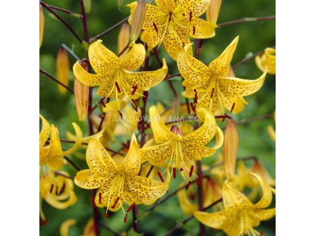 Лилиум Leichtlini / 1 оп-2 бр