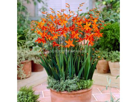 Крокосмия / Crocosmia  'Babylon' / 1 бр