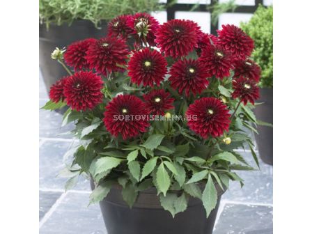 Далия Frivolous glow - 1 корен