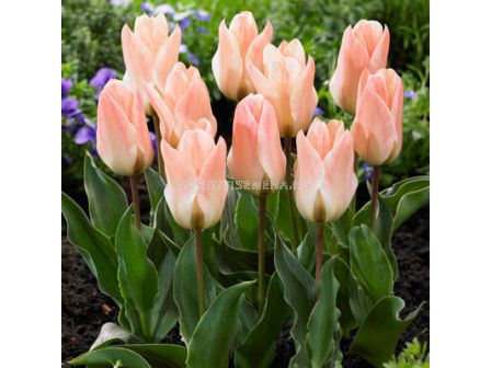 Лале Little Girl 1 бр