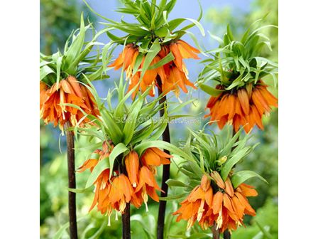 Фритилария /Fritillaria imperialis 'Prolifera'/ 1 бр