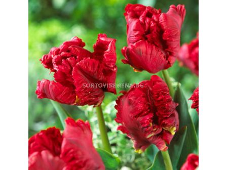 Лале /Tulip Pionier/ Parrot - 11/12