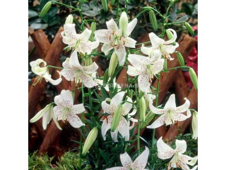 Лилиум  / Lilium Tigrinum White Tiger / 1 оп-2 бр