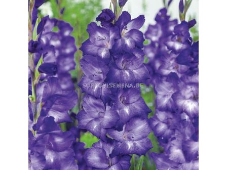 Гладиол /Gladioli Blue Isle/ 1 бр