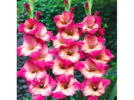 Гладиол Gladiolus Ted's Favourite 1 бр