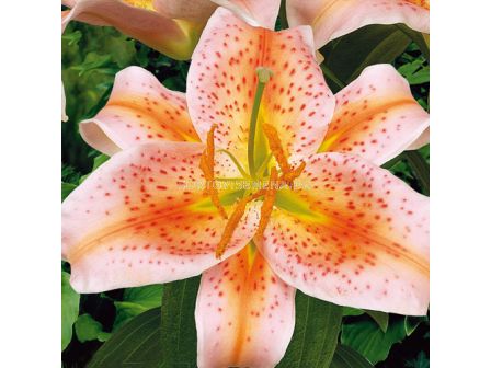 Лилиум  /Lilium oriental 'Salmon Star' / 1 бр