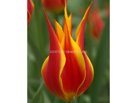 Лале /Tulip Fly Away/Lily-Flowered  11/12