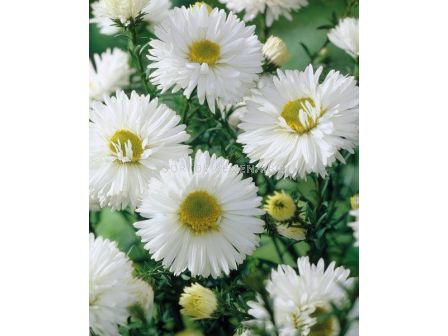 Астра /Aster Novi-Belgii White/ 1 коренище