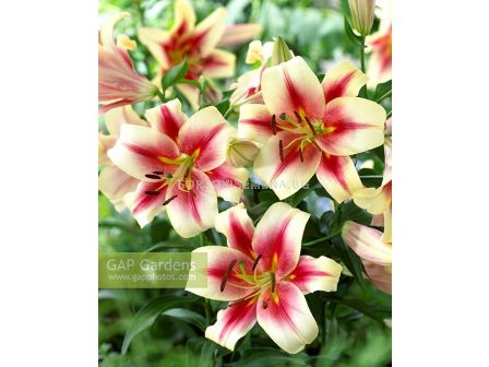 Лилиум  есенен / Albany/ 1 оп ( 2 луковици )