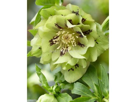 Кукуряк /Helleborus Double Ellen Green / 1 бр