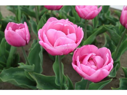 Лале /Tulip Tabledance/ Double - 11/12