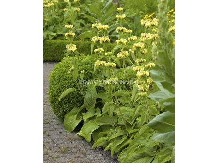 Фломис / Phlomix Russellana / 1 корен
