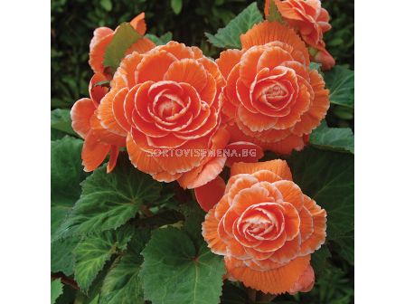 Бегония Лейс Априкот /  Begonia Lace apricot / 1 бр