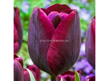 Лале triumph Ronaldo 1 бр