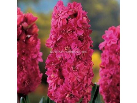 Зюмбюл Double Hollyhock (кичест) 15/16  - 1