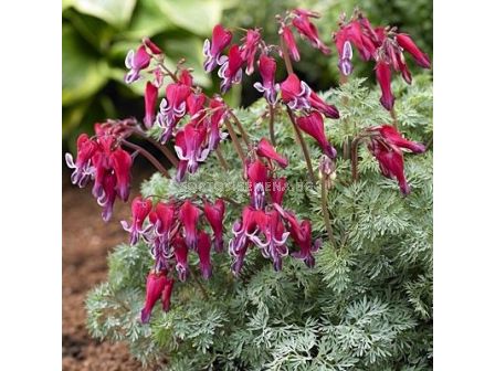 Дамско сърце -Dicentra Fire Island -1 бр