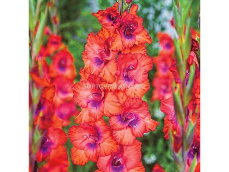 Гладиол /Gladiolus  'Tricolor' /1 бр