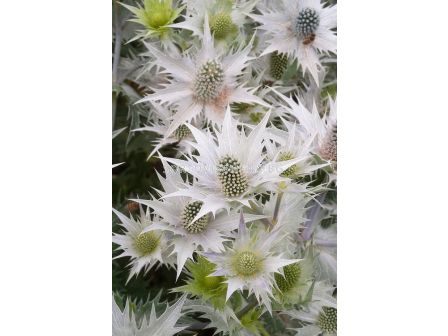 Морска падуба - Eryngium White Giant - 1 бр			 - sortovisemena.bg Морска падуба - Eryngium White Giant - 1 бр