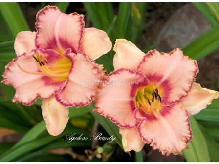 Хемерокалис Ангелска красота /HEMEROCALLIS AGELESS BEAUTY/ 1 бр