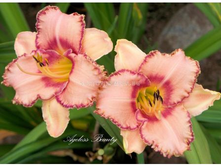 Хемерокалис Ангелска красота /HEMEROCALLIS AGELESS BEAUTY/ 1 бр