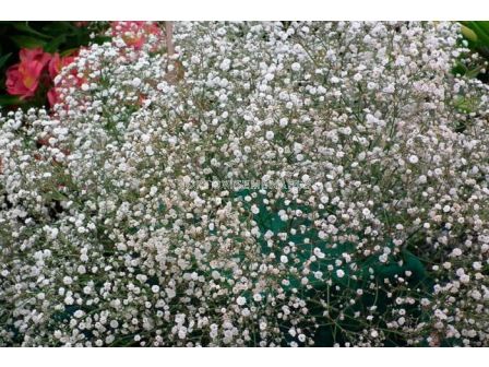 Гипсофила бяла- Gypsophila White -3 бр.