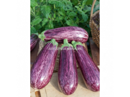 Семена Патладжан Нереа /Fito/ - 1000 сем