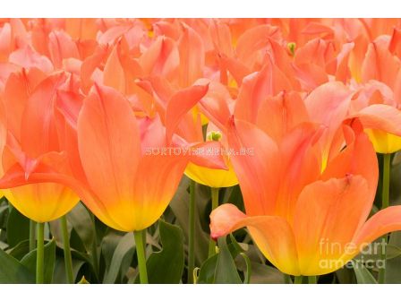 Лале Royal Gift 1 бр