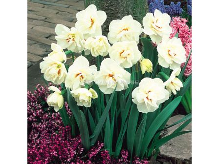 Нарцис /Narcissi double 'Acropolis'/ 1 бр