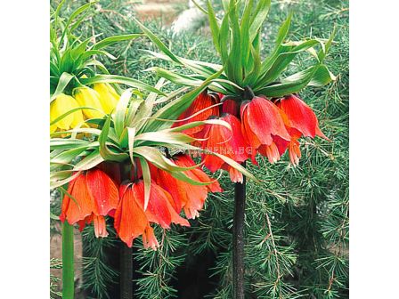 Фритилария /Fritillaria imperialis 'Rubra Maxima''/ 1 бр