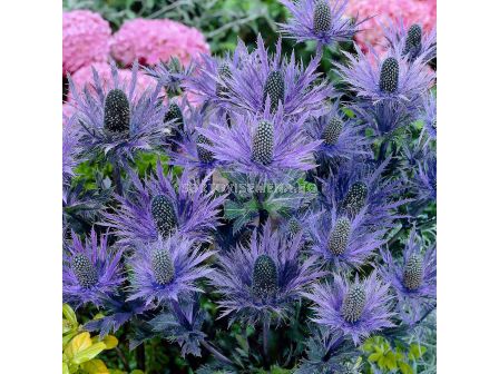 Аметист морска падуба - Eryngium Blue Star - 1 бр