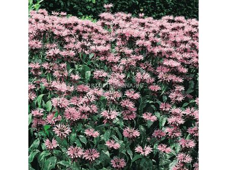 Монарда /  Monarda Beauty of Cobham / 1 бр