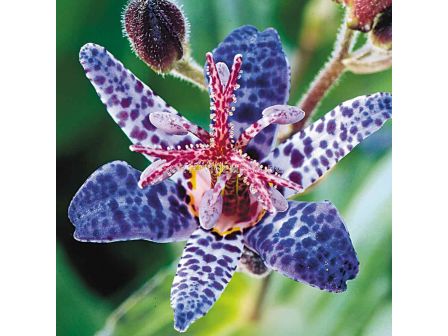 Орхидея - Трициртис /Tricyrtis Blue Spotted / 1 бр