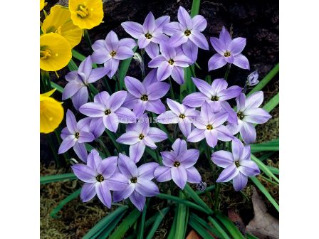 Ифейон /Ipheion uniflorum 'Wisley Blue''/ 1 бр