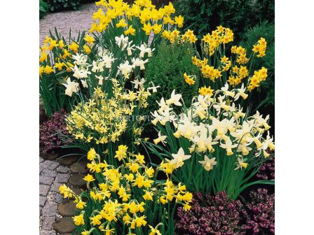 Нарцис /Narcissi dwarf mix/ 