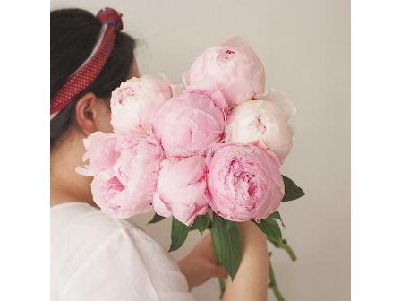 Божур /Paeonia Pillow talk / 1 корен