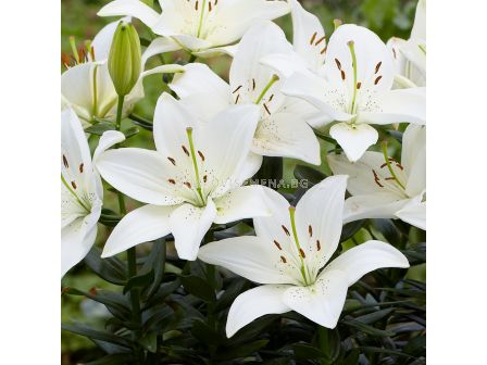 Лилиум  /Lilium asiatic 'Inuvik' / 1 бр