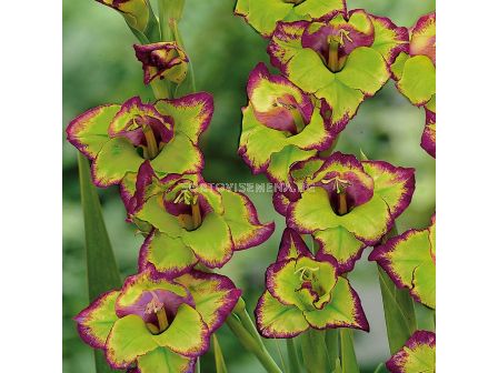 Гладиол / Gladiolus 'Flevo Laguna' / 