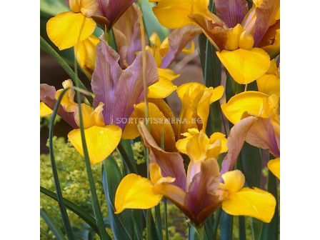 Ирис  /Iris dutch Bronze Perfection/ 1 бр