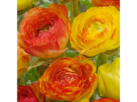 Ранункулус /Ranunculus picotee orange/ 