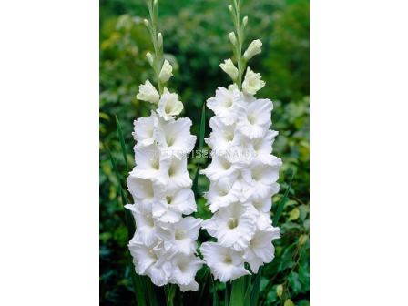 Гладиол (Gladiolus) Essential