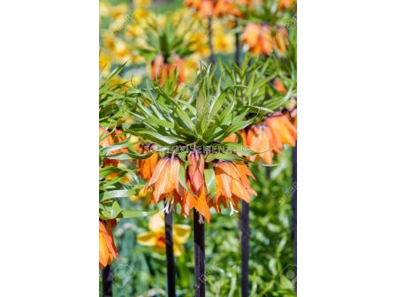 Фритилария /Fritillaria imperialis 'Garland Star'/ 1 бр