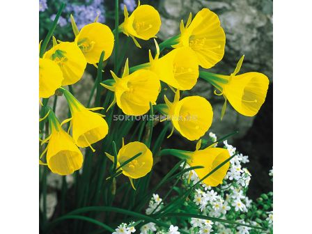 Нарцис /Narcissi species bulbocodium conspicuus'/ 1 бр
