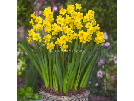 Нарцис Grand Soleil d'or  1 бр